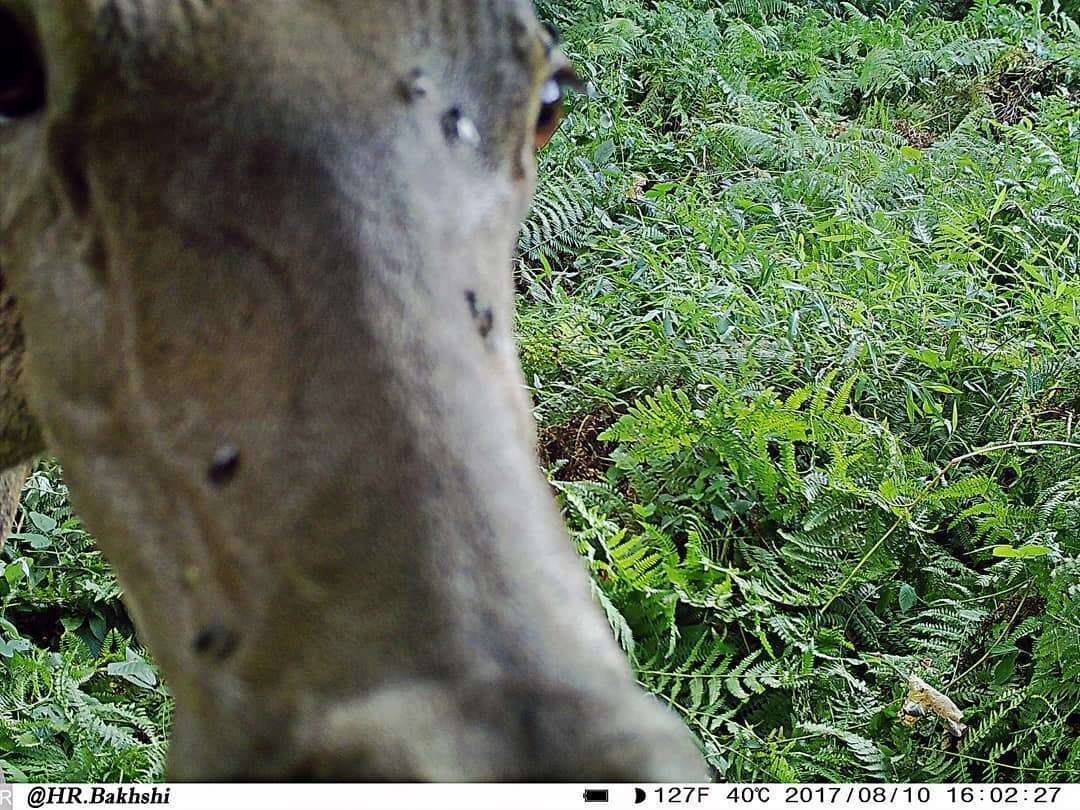 Image of Caspian red deer