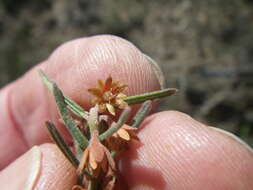 Image of Clutia pubescens Thunb.