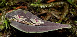 Image of Lepanthes tomentosa Luer