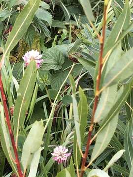 Image of Broad-winged Bush Katydid