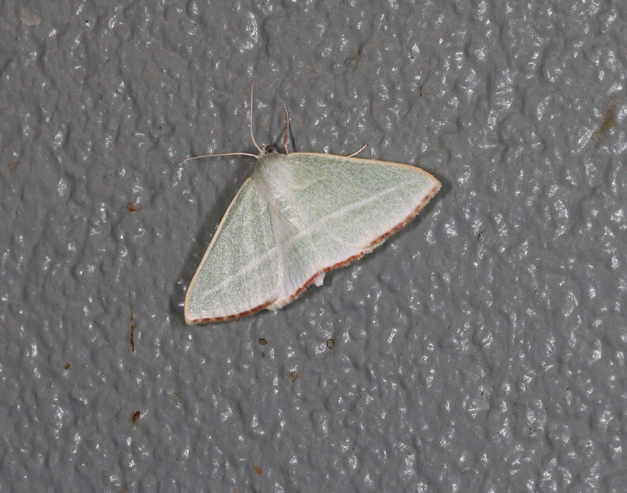 Image of Oenochroma infantilis Prout 1910