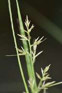 Image of Carex spicatopaniculata Boeckeler ex C. B. Clarke