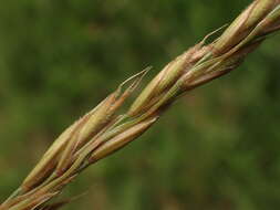 Image of Festuca rupicola Heuff.