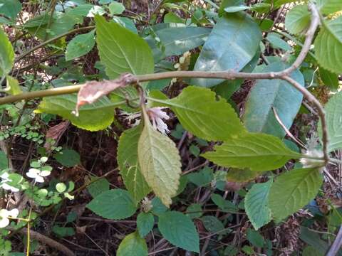 Image of Achyrospermum fruticosum Benth.