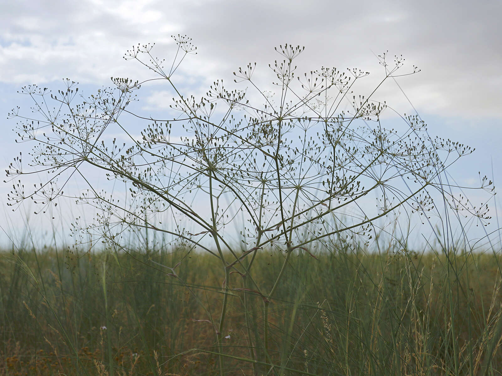 Image of Eriosynaphe longifolia (Fisch. ex Spreng.) DC.