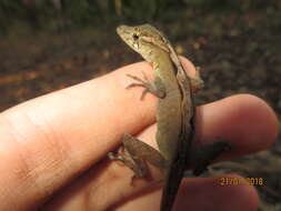 Sivun Anolis polylepis Peters 1874 kuva