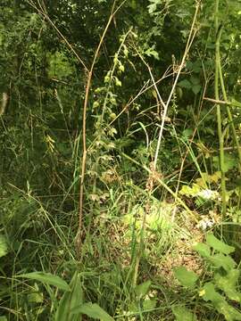 Image of Young's helleborine