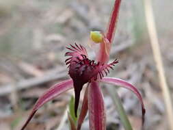 Caladenia caudata Nicholls resmi