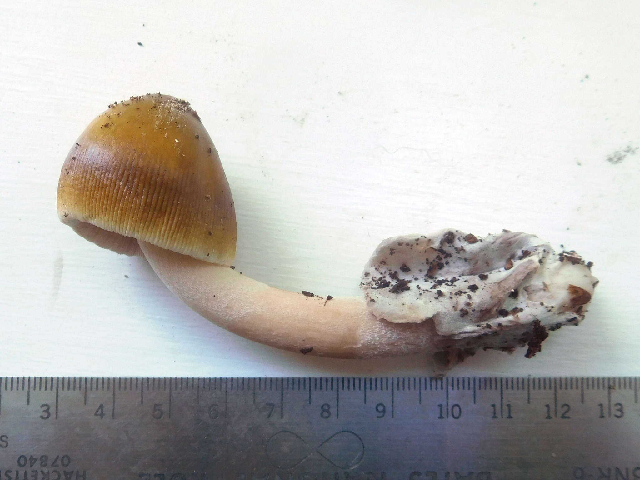 Image of Amanita sinicoflava Tulloss 1988