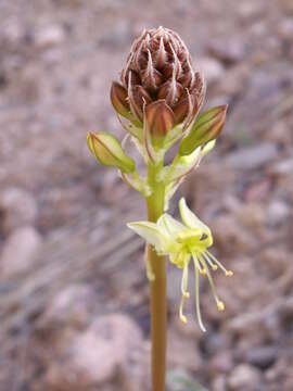 Image of Eremurus zoae Vved.