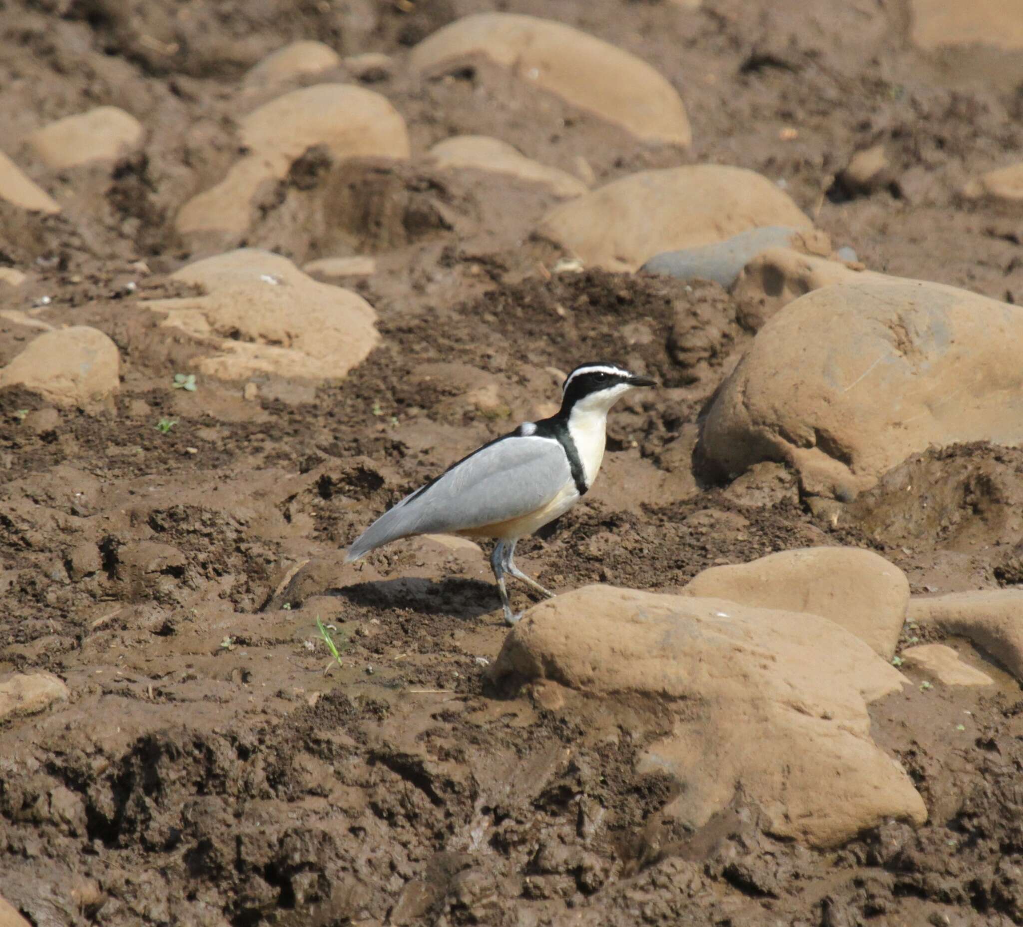 Image of Egyptian plovers