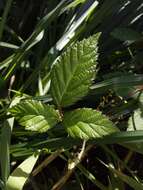 Rubus cochinchinensis Tratt. resmi