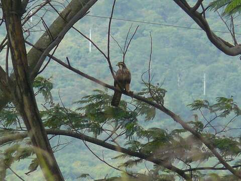 Image of Aplomado Falcon