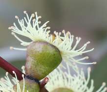 Слика од Eucalyptus diptera C. R. P. Andrews