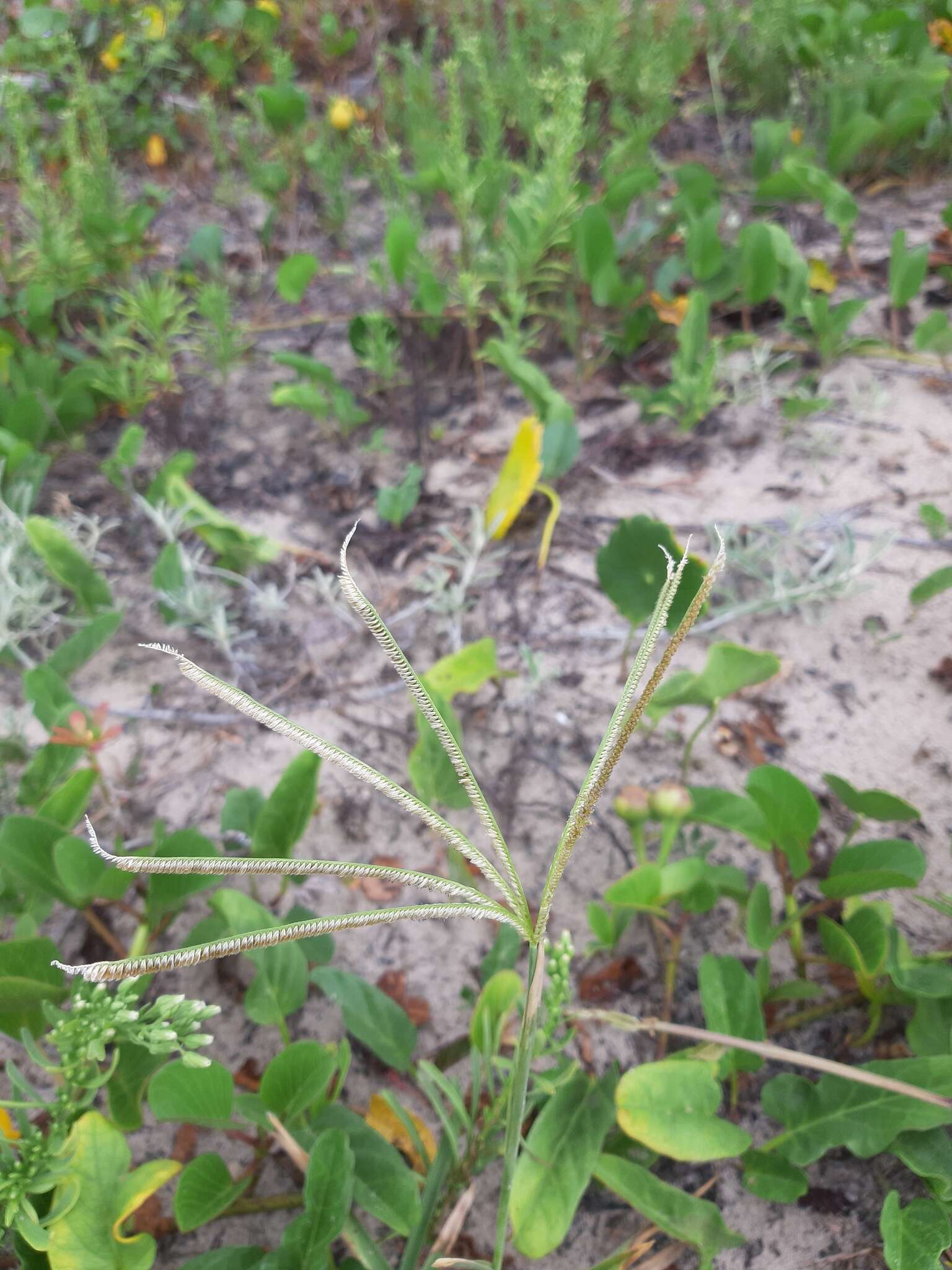 Image of Argentine fingergrass