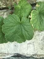 Image of littleleaf alumroot