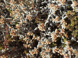 Слика од Helichrysum tinctum (Thunb.) Hilliard & Burtt