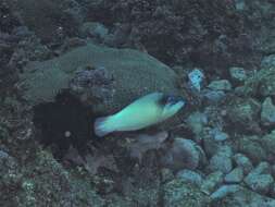 Image of New guinea wrasse