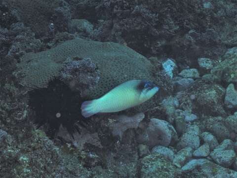Image of New guinea wrasse