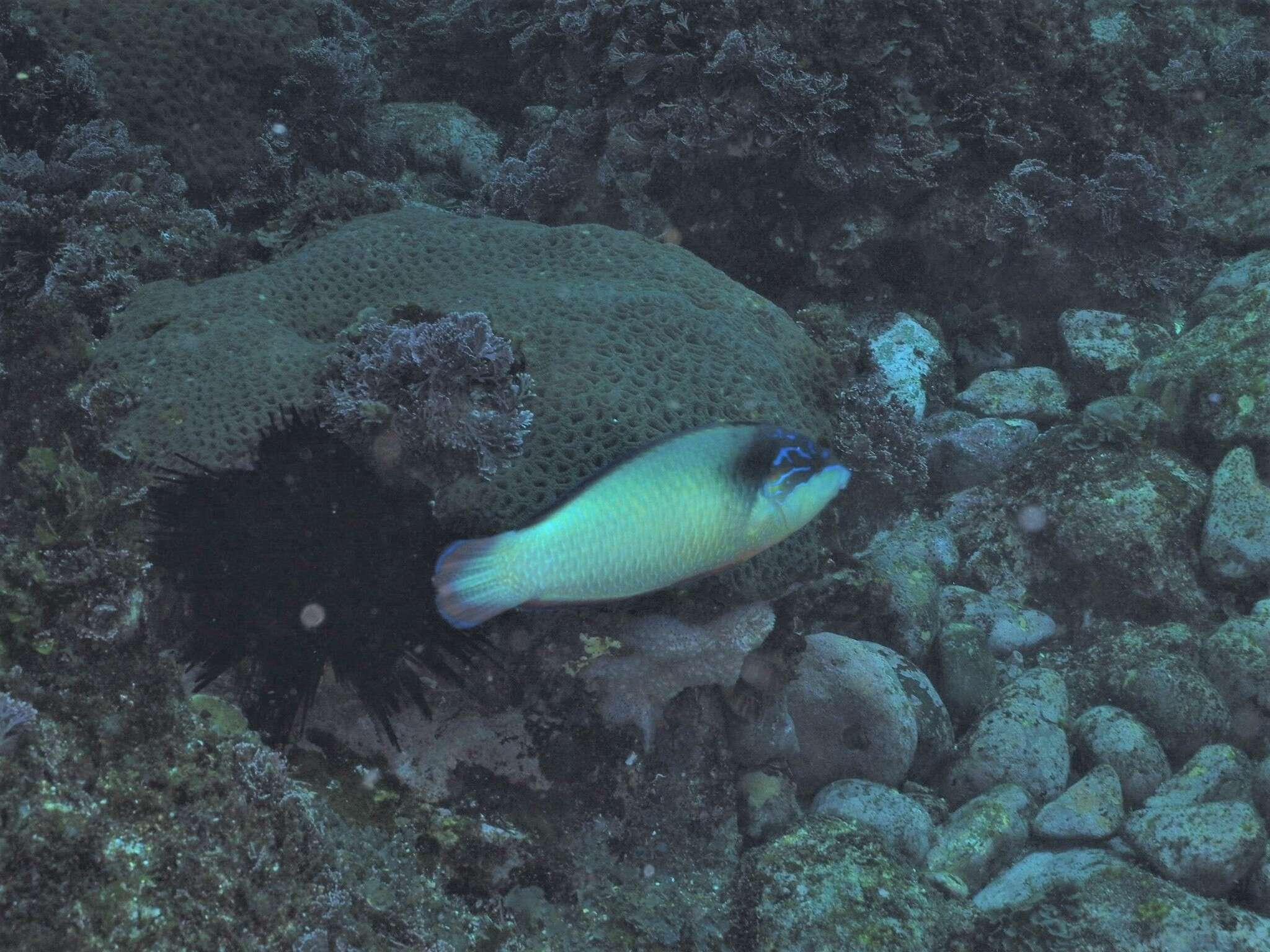 Image of New guinea wrasse