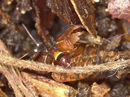 Image of hairy-back girdled springtail