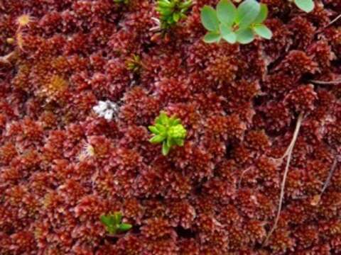 Image of Sphagnum lindbergii W. P. Schimper ex Lindberg 1857