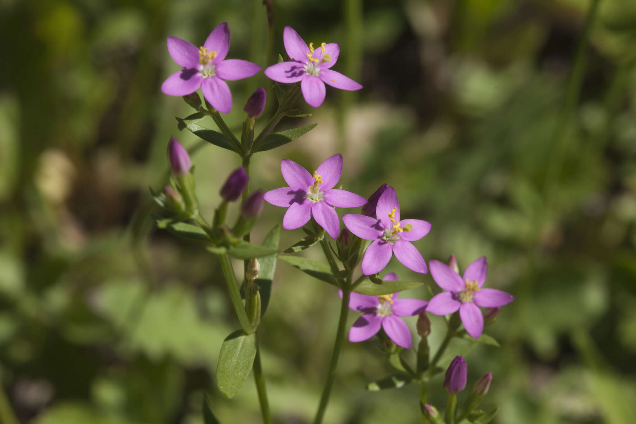 Image of Centaurium anatolicum (K. Koch) N. N. Tzvelev