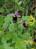 Слика од Ophrys bertolonii Moretti