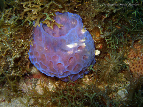 Callyspongia (Cladochalina) plicifera (Lamarck 1814)的圖片