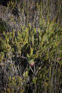 Image of Protea nana (Berg.) Thunb.