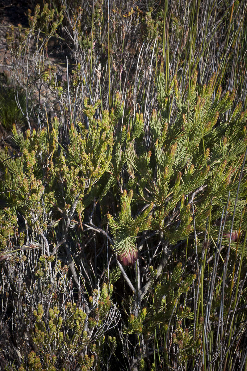 Image of Protea nana (Berg.) Thunb.