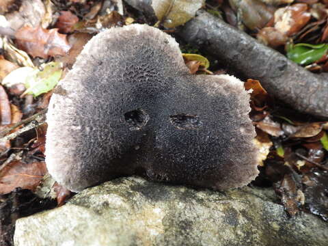 Imagem de Tricholoma atrosquamosum Sacc. 1887