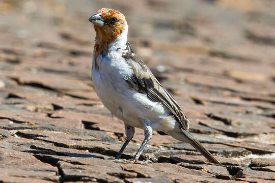 Image of Red-cowled Cardinal