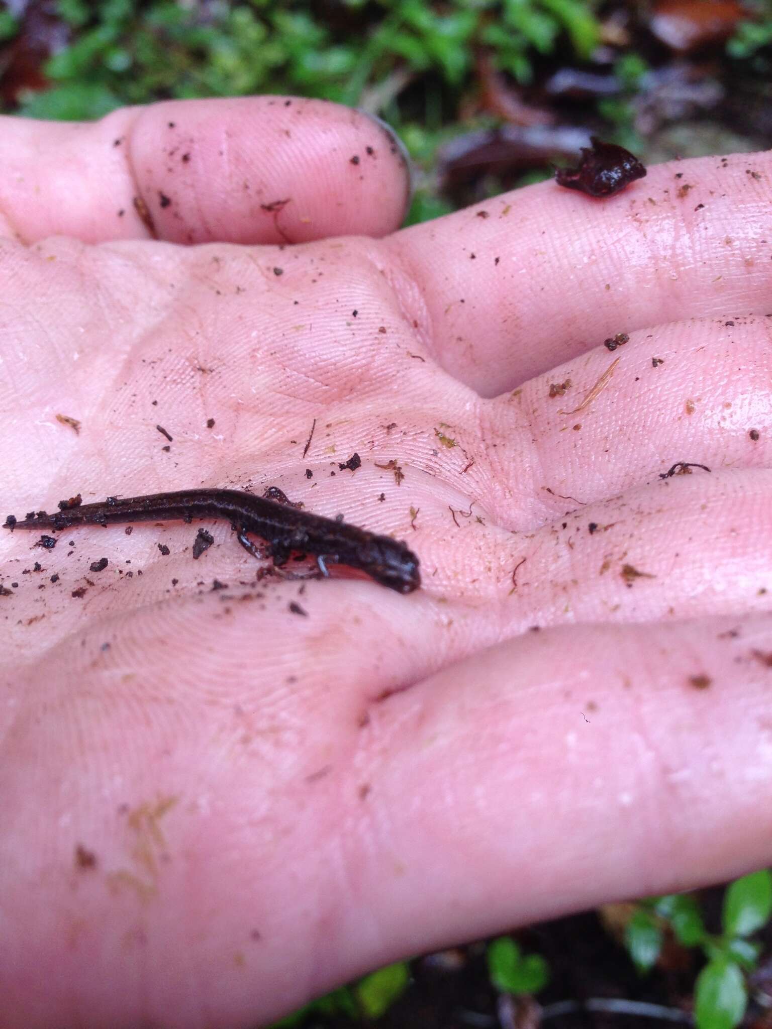 Image of MacDougal's Pygmy Salamander