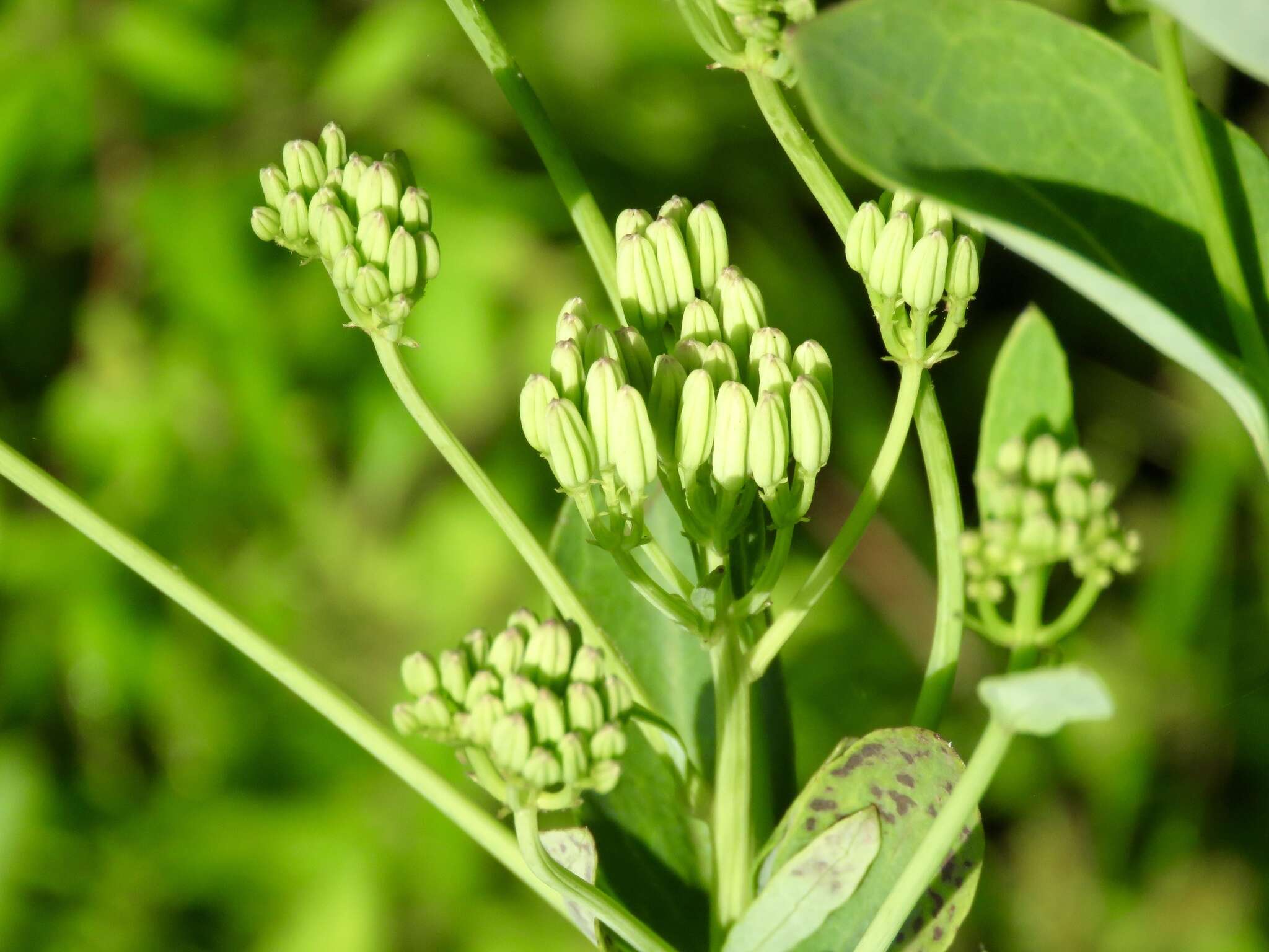 Image of Arnoglossum ovatum (Walter) H. Rob.