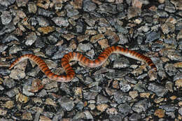 Image of Brachyurophis semifasciatus Günther 1863