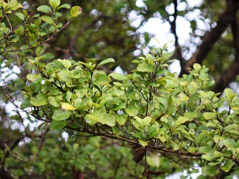 Image of Coprosma arborea Kirk