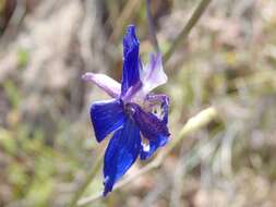 Delphinium scaposum Greene的圖片