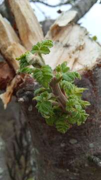 Image of Bursera glabrifolia (Kunth) Engl.