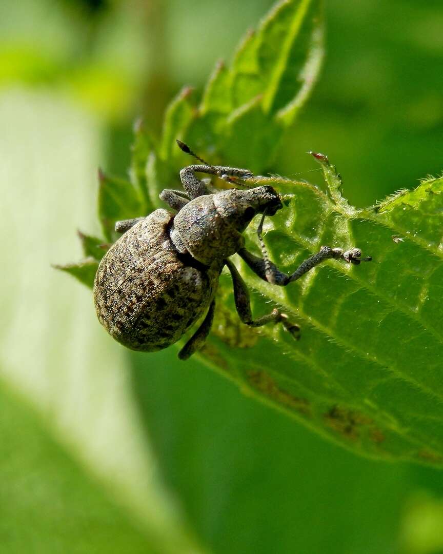 Liophloeus resmi