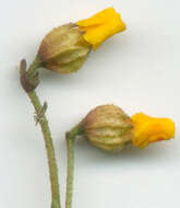 Image of Hermannia procumbens subsp. procumbens