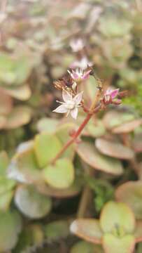 Image of Cape Province pygmyweed