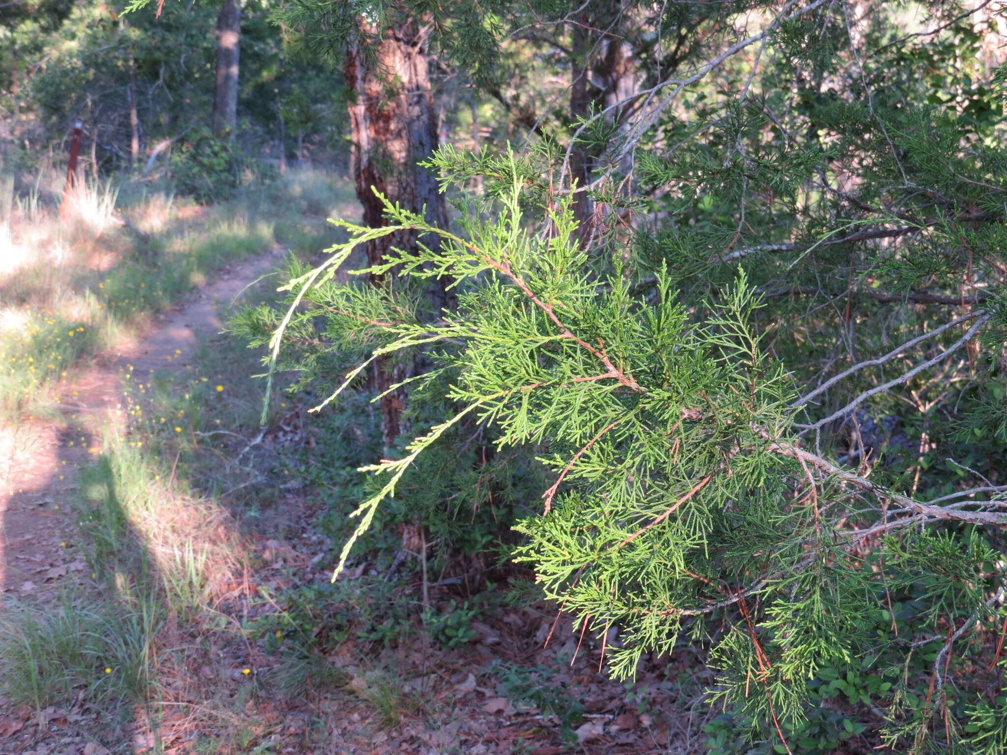 Image of Eastern Juniper