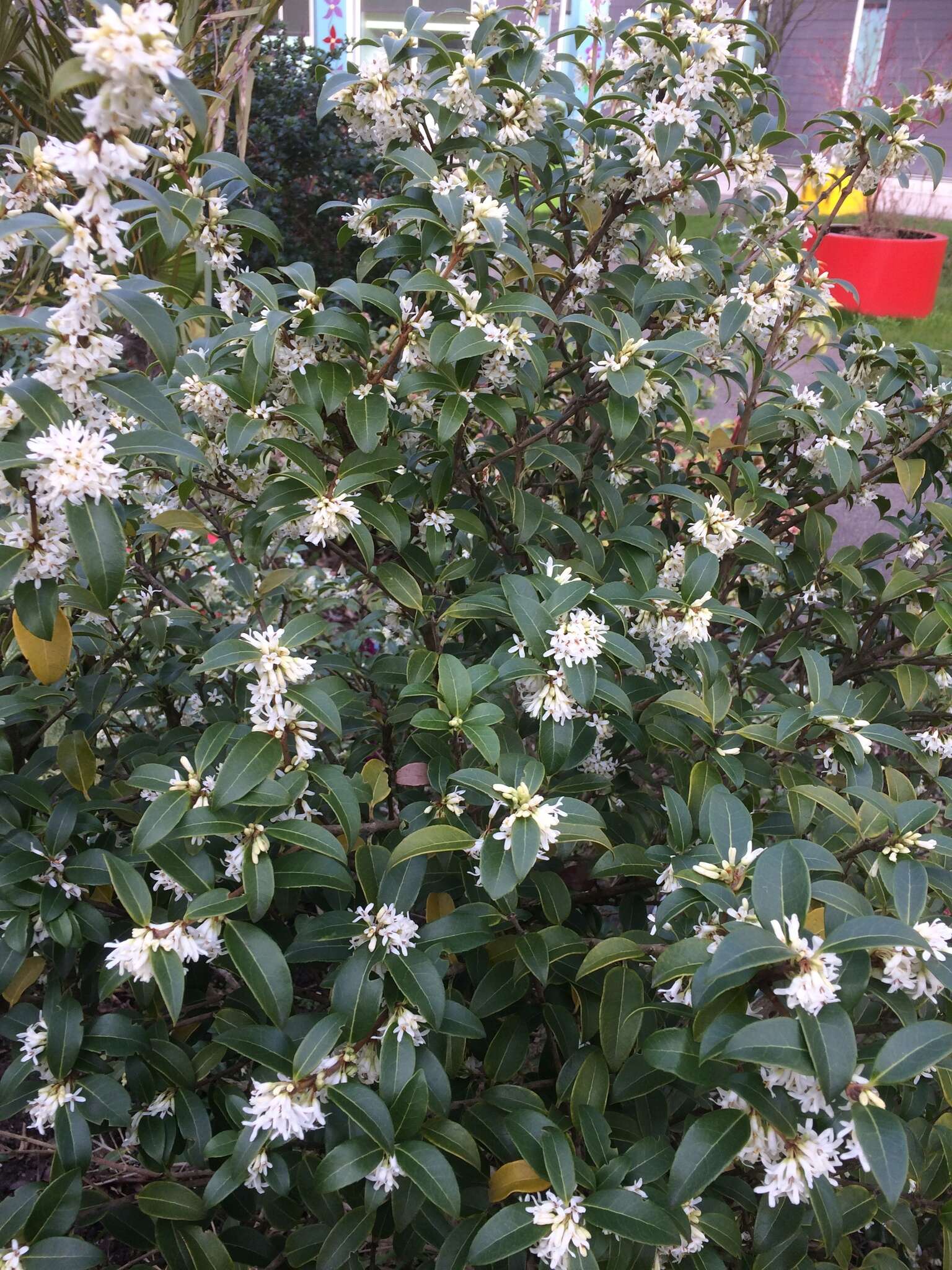 Sivun Osmanthus burkwoodii (Burkwood & Skipwith) P. S. Green kuva