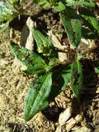 Sivun Persicaria prostrata (R. Br.) Sojak kuva