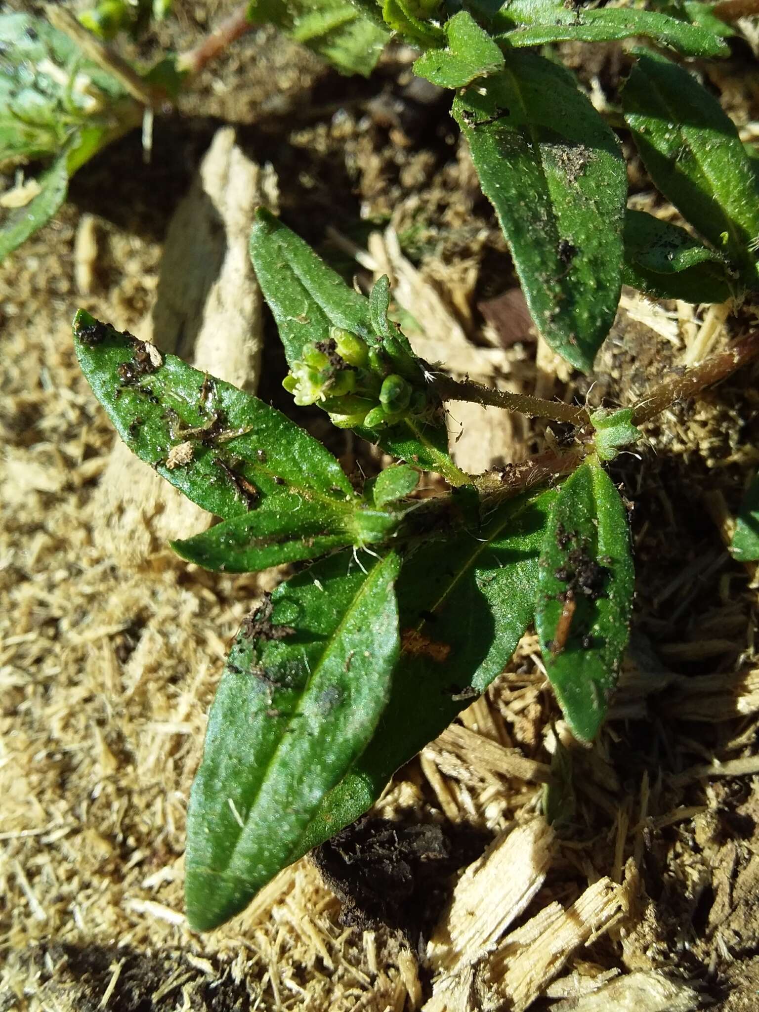 Sivun Persicaria prostrata (R. Br.) Sojak kuva