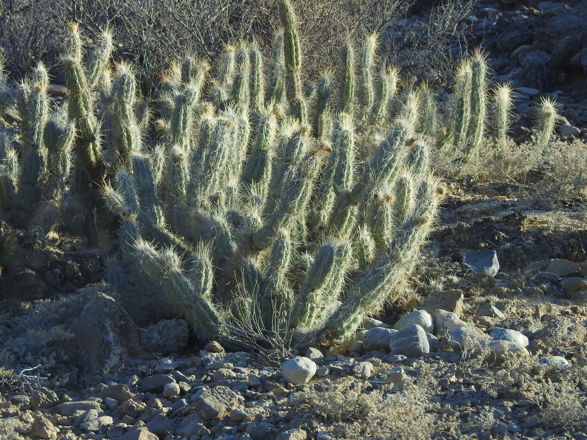 Image of Grusonia bradtiana (J. M. Coult.) Britton & Rose