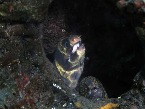 Image of Barred moray