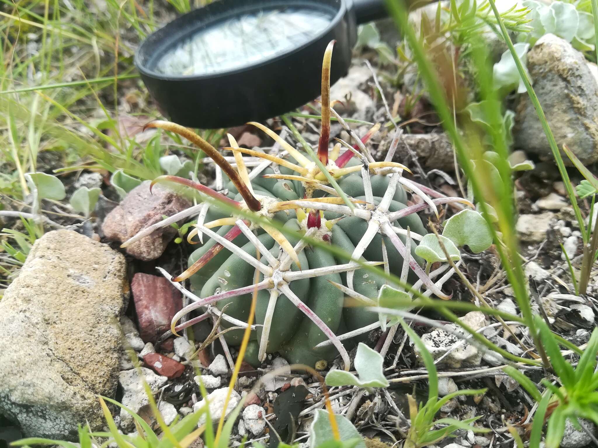 Image of Sclerocactus uncinatus subsp. crassihamatus (F. A. C. Weber) N. P. Taylor