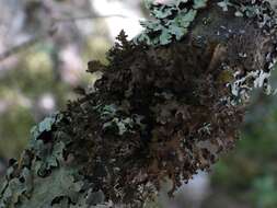 Image of Silver-lined Wrinkle Lichen